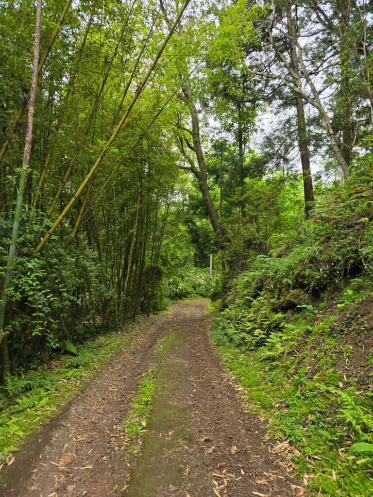 Pinhal da Paz (1)