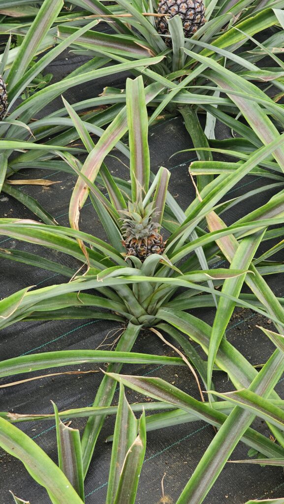 Plantaçao de Ananas (1)