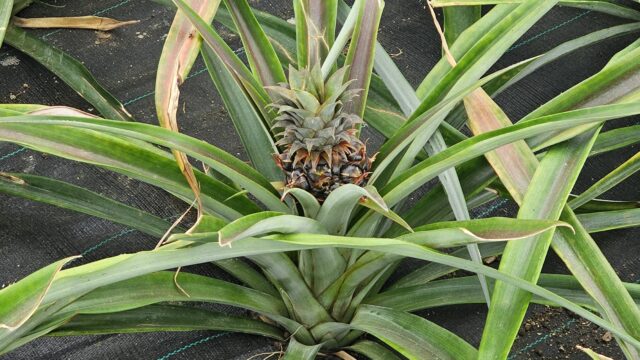 Plantaçao de Ananas (1)