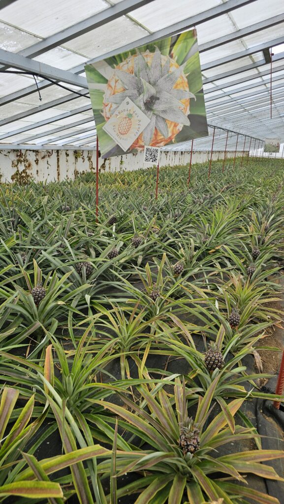 Plantaçao de Ananas (2)
