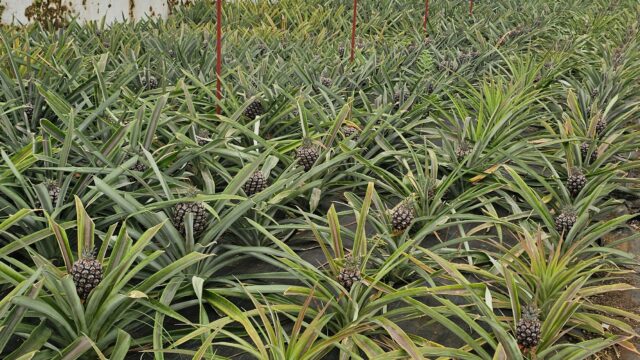 Plantaçao de Ananas (2)