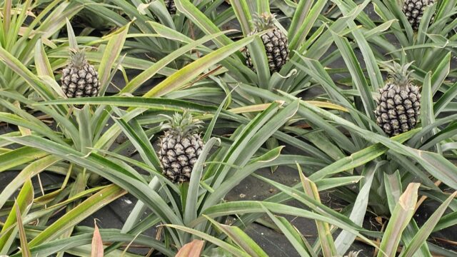 Plantaçao de Ananas (3)